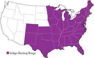 popular north american wild birds indigo bunting f m popular north american wild birds indigo bunting f m