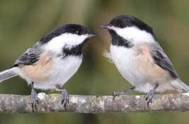 Chickadee