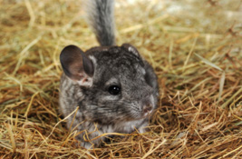 Chinchilla