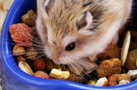 Hamster