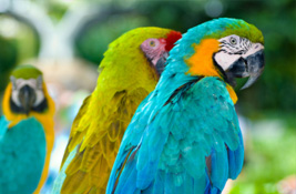 Parrot & Macaw
