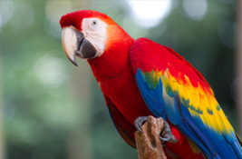 Parrot & Macaw
