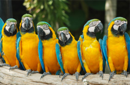 Parrot & Macaw