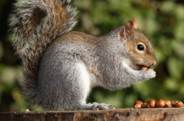 Squirrel