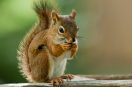 Squirrel
