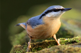 Wild Birds
