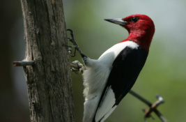 Woodpecker