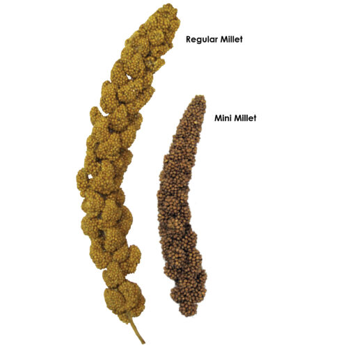Tropical Carnival® Natural Mini Spray Millet