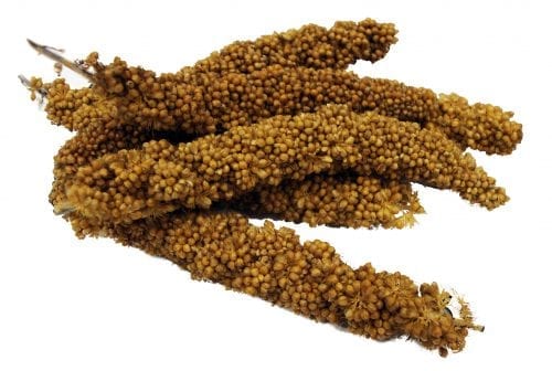 Tropical Carnival® Natural Mini Spray Millet-768