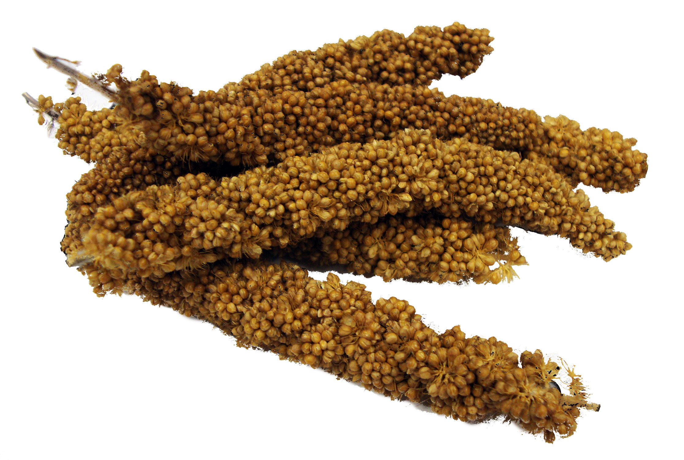 Tropical Carnival Natural Mini Spray Millet Brown s tropical-carnival-natural-mini-spray-millet-brown-s