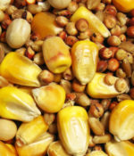 Park Small Corn-0