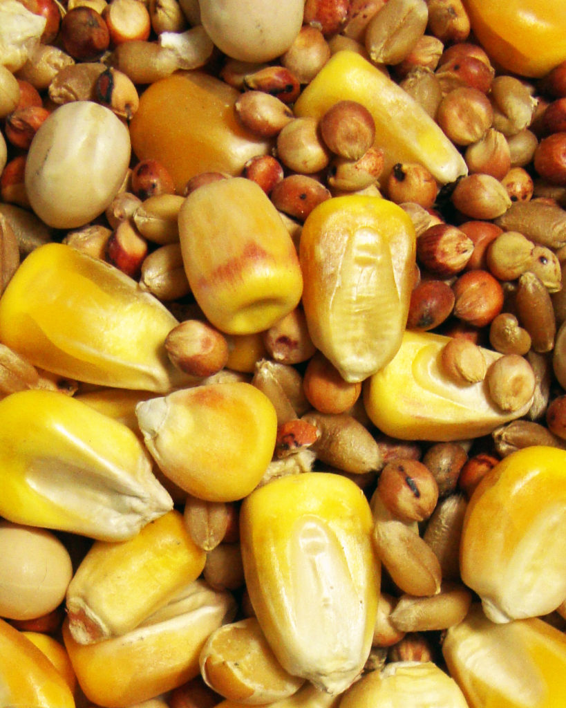Park Small Corn Brown s