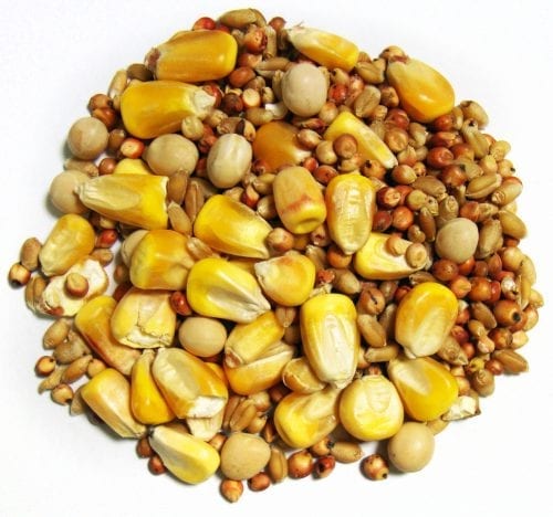 Park Small Corn-1435