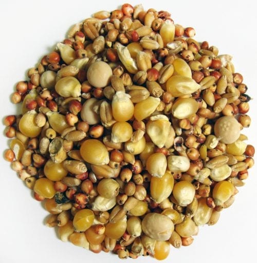 Park Popcorn-1439