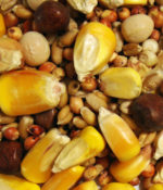 Thrifty Small Corn-0