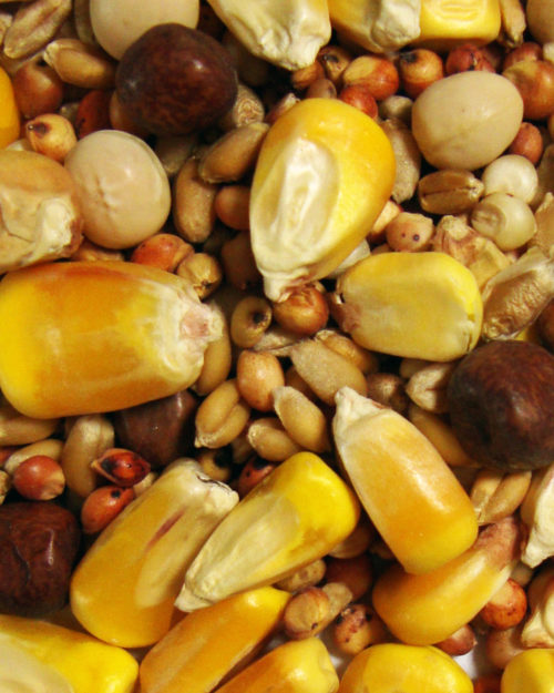 Thrifty Small Corn-0
