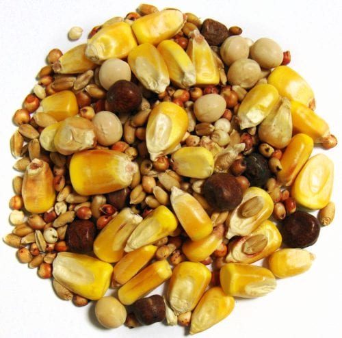 Thrifty Small Corn-1446