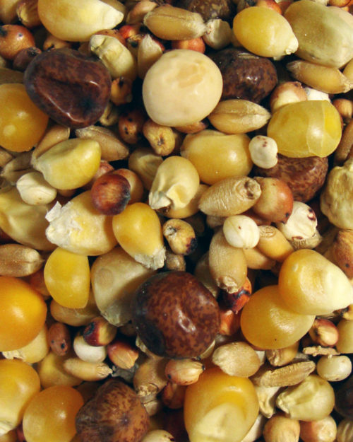 Thrifty Popcorn-0