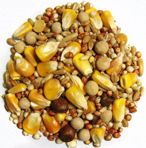 Breeder Small Corn-1461