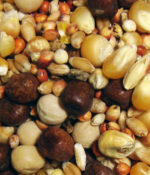 Breeder Popcorn-0