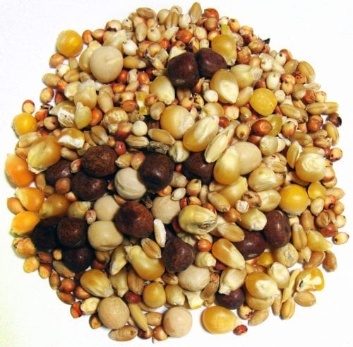 Breeder Popcorn-1464