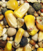 Developer Small Corn-0