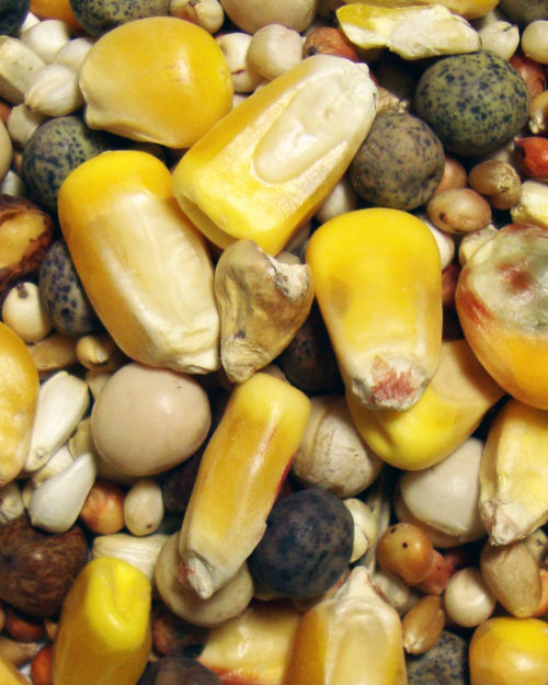 Developer Small Corn-0