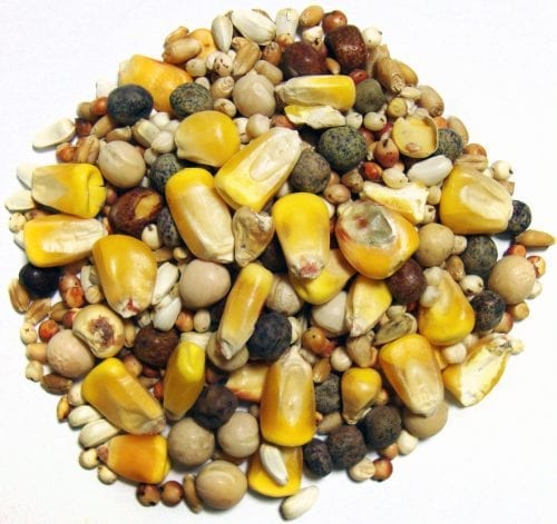 Developer Small Corn-1473