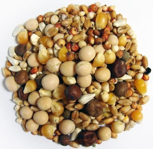 Developer Popcorn-1476