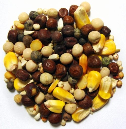 Conditioning Small Corn-1485