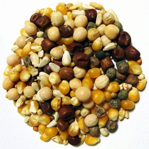 Conditioning Popcorn-1488