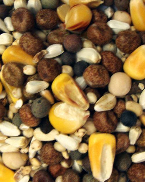 International Small Corn-0