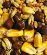 Maintenance Small Corn (European Style)-0