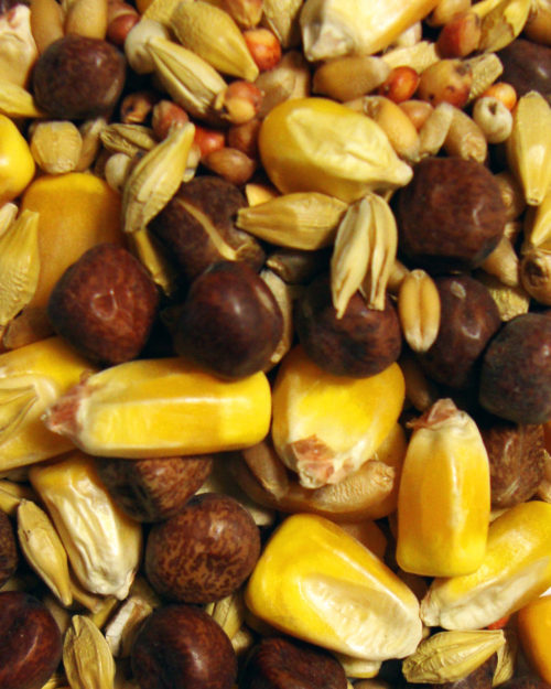 Maintenance Small Corn (European Style)-0