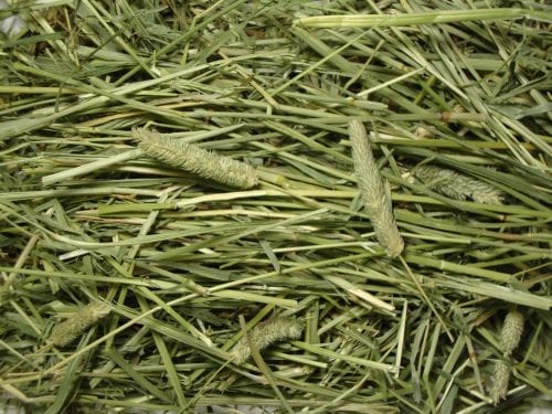 Tropical Carnival® Natural Timothy Hay-1605