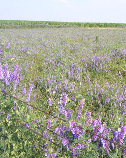 Vetch, Hairy-0