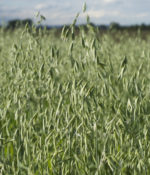 Forage Plus Oats-0