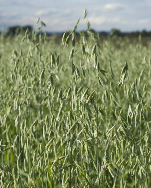 Forage Plus Oats-0