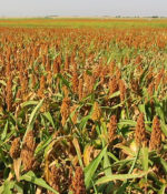 Grain Sorghum-0