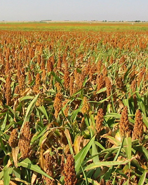 Grain Sorghum-0