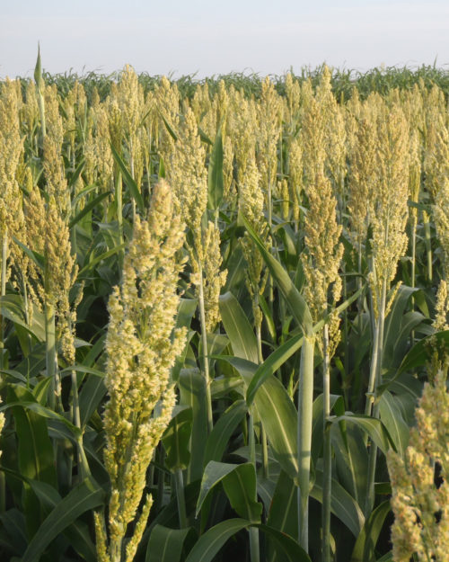 Forage Sorghum-0
