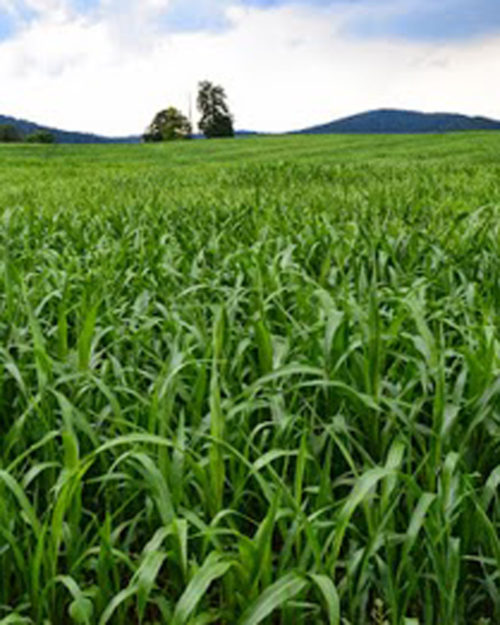 Sudangrass-0