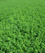 Alfalfa, Hybriforce 2400 & 2420 Wet-0