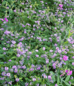 Pea and Vetch Inoculant-0