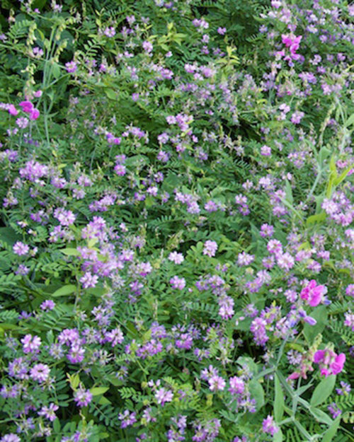 Pea and Vetch Inoculant-0