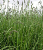 Orchardgrass, Endurance-0