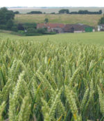 Barley, SB 151-0
