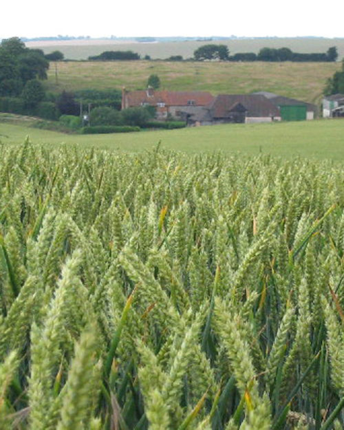 Barley, SB 151-0