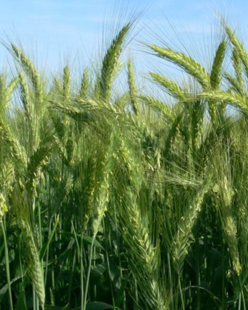 Triticale (Winter)-0