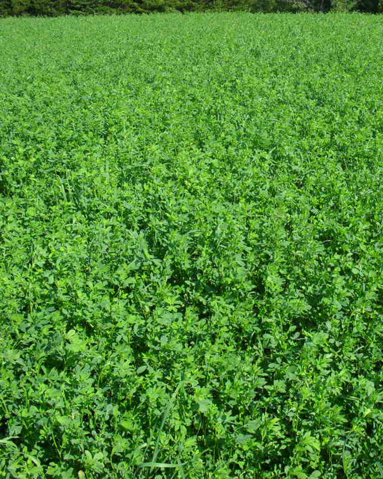 Alfalfa, Cimarron VL400 Brown's